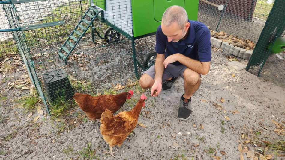 Jeremy Gary qui nourrit son groupe de poules à côté du poulailler Eglu Cube d’Omlet