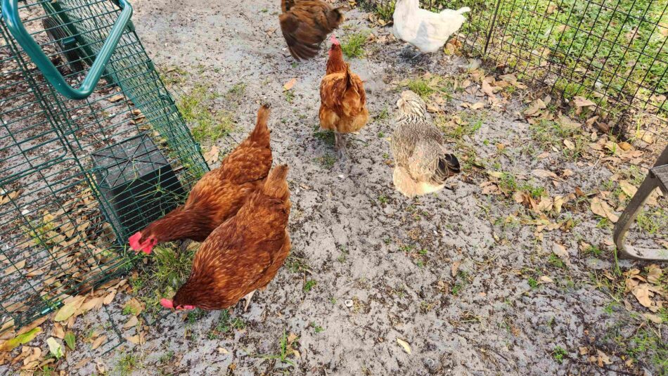 Le groupe de poules de Jeremy Gary
