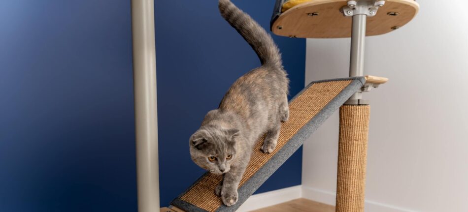 Chat gris qui utilise la passerelle de l’arbre à chat d’intérieur Freestyle d’Omlet 