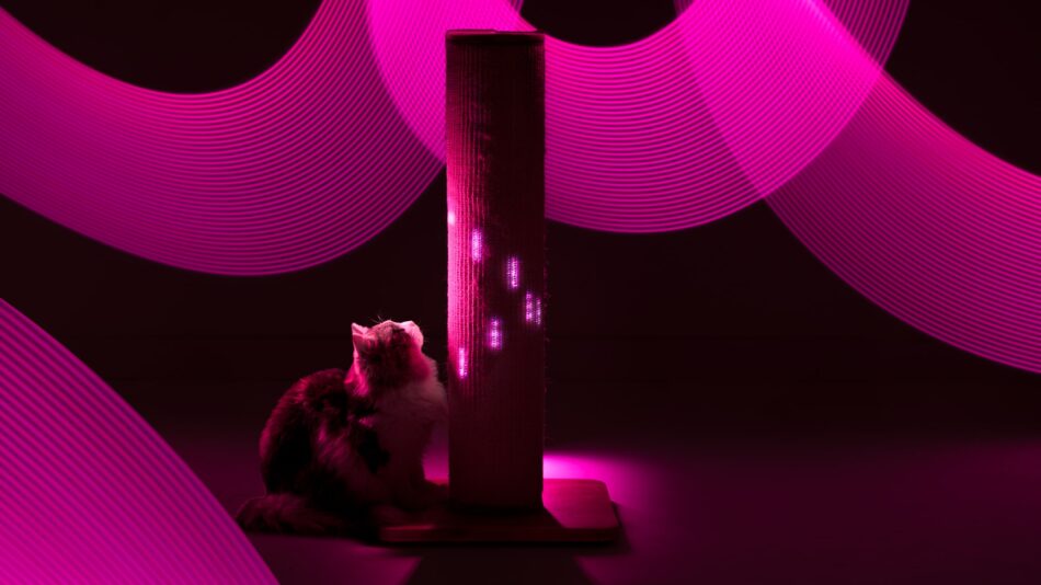 Chat entouré des lumières roses du griffoir pour chat Switch  