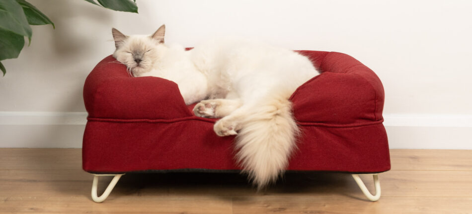 Chat qui dort sur un panier pour chat Bolster rouge 