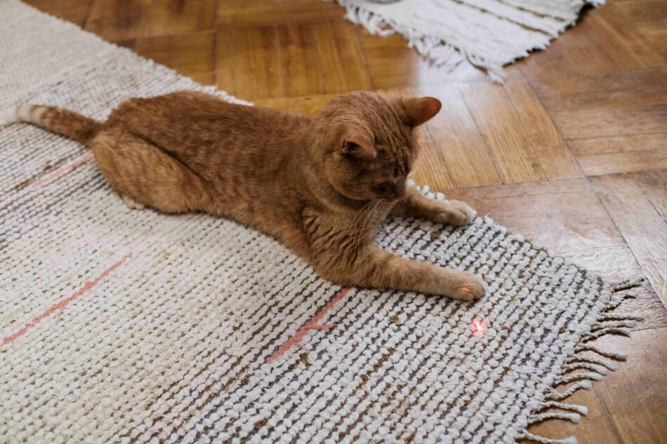 Chat qui joue avec un pointeur laser sur le sol  