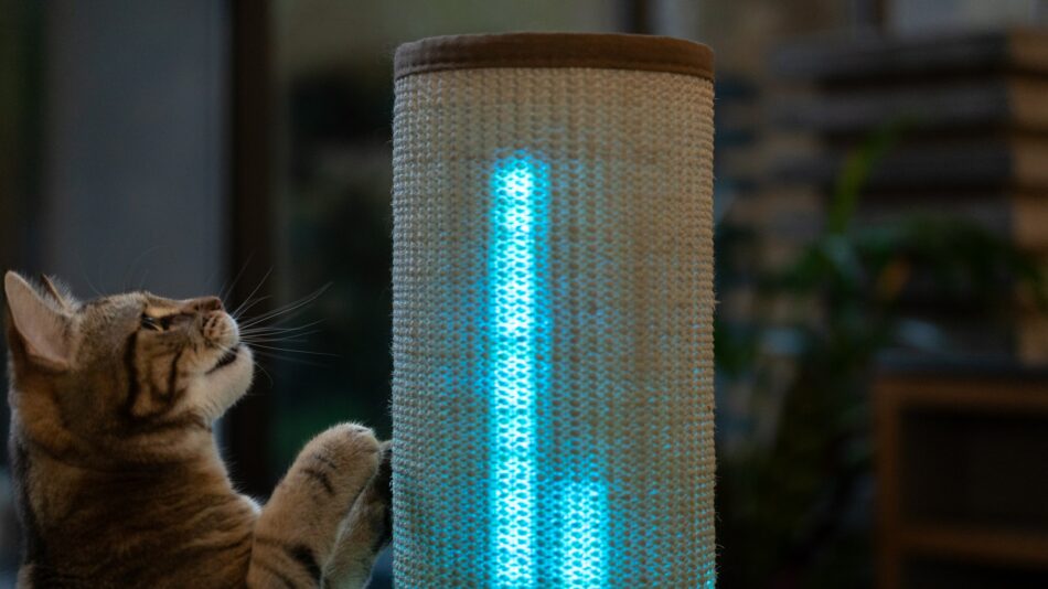 Chat qui regarde le griffoir Switch avec des lumières bleues  