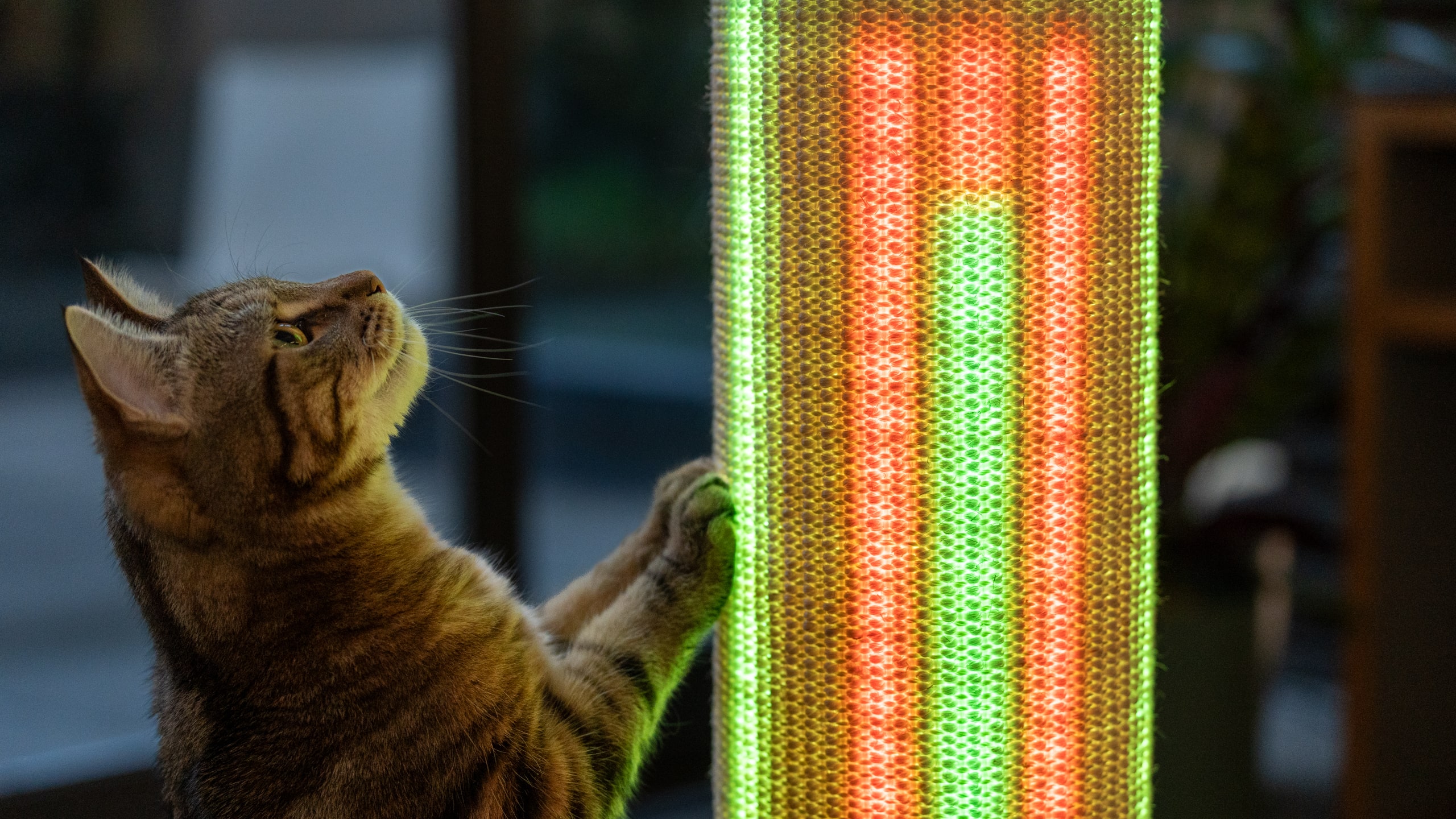 Utiliser un pointeur laser pour les chats - Blog