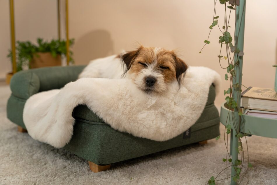 Terrier endormi sur un panier pour chien Bolster d’Omlet avec une couverture de luxe pour chien en fausse peau de mouton d’Omlet 