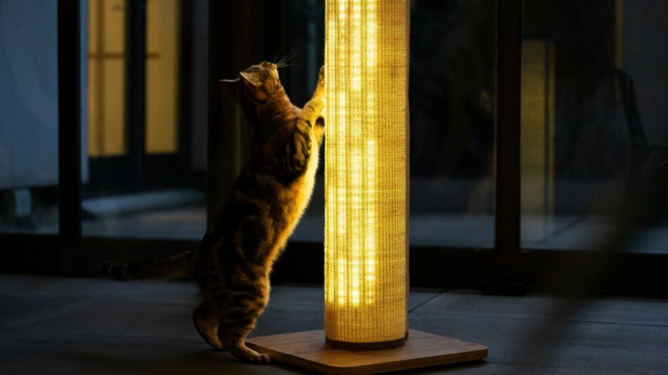 Chat qui fait ses griffes sur le griffoir pour chat Switch d’Omlet réglé sur une lumière jaune 