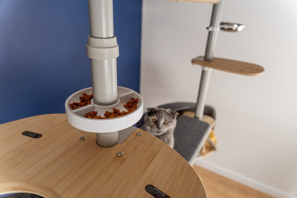Chat qui regarde la nourriture dans l’arbre à chat Freestyle d’Omlet 