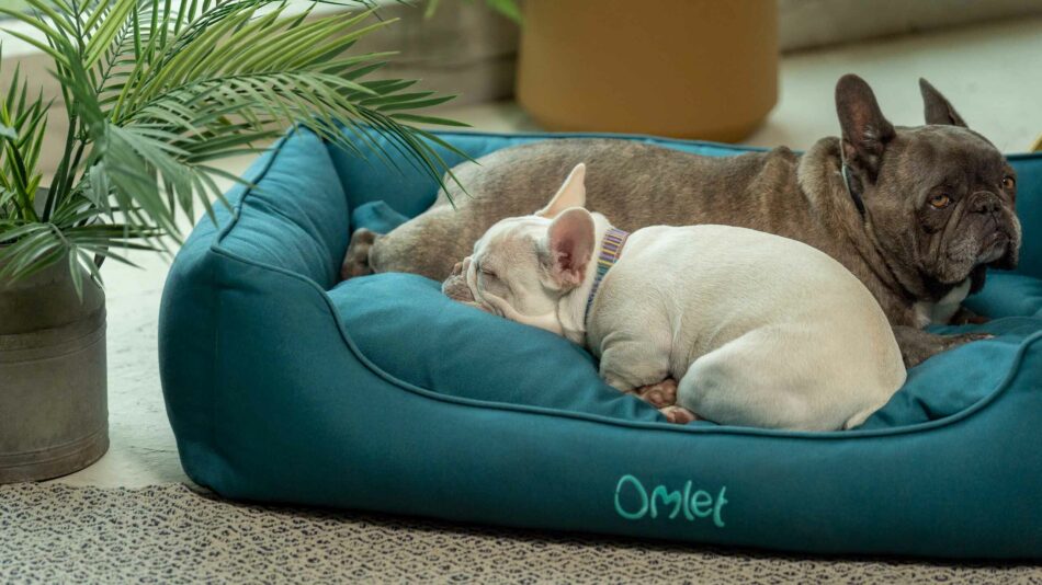 Chiens qui dorment sur un nid douillet pour chien d’Omlet