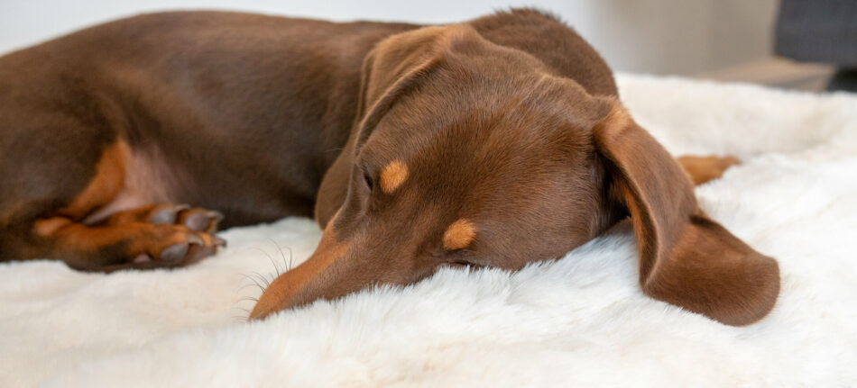 Teckel qui dort sur un panier pour chien Topology d’Omlet