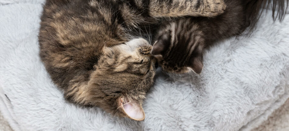 Chat qui dort sur un panier pour chat Maya Donut – Comment empêcher votre chat de s’ennuyer 