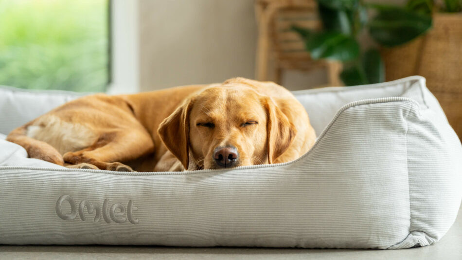 Chien qui dort sur un nid douillet pour chien d’Omlet – Qu’est-ce qui empêche mon chien de dormir 