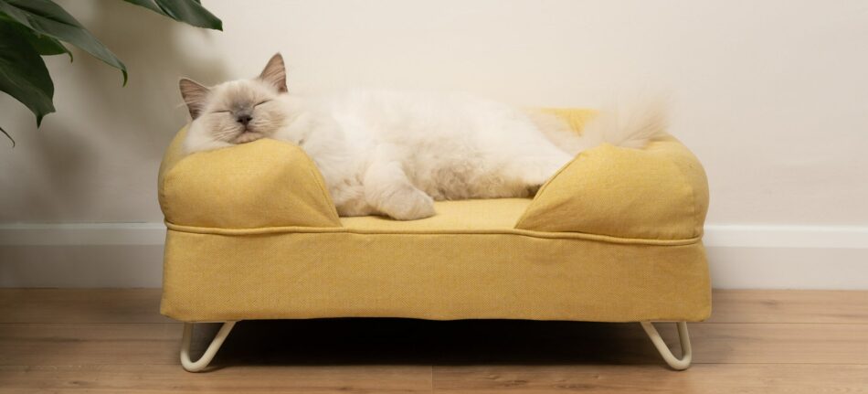 Ragdoll qui dort sur un panier pour chat Bolster d’Omlet jaune