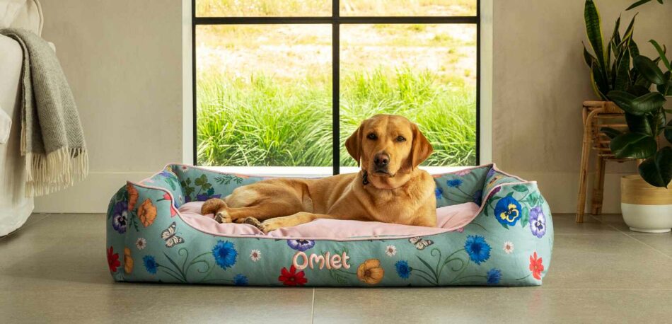 7 choses que vous ignorez probablement sur les chiens et leur sommeil – Labrador qui dort dans le Nid douillet pour chien d’Omlet de la collection Gardenia
