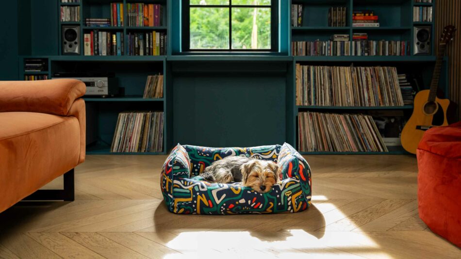 7 choses que vous ignorez probablement sur les chiens et leur sommeil – Terrier qui dort dans le Nid douillet pour chien d’Omlet de la collection Mischief