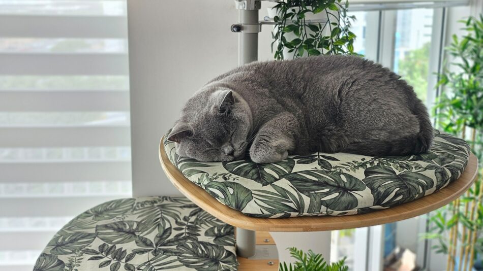 Chat qui dort sur la plateforme de l’arbre à chat Freestyle d’Omlet