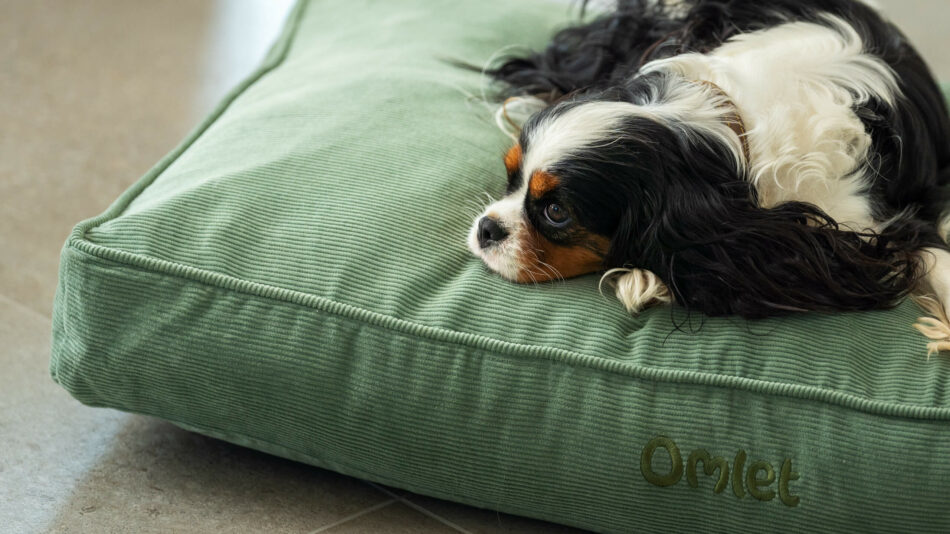 Petit chien sur un coussin pour chien d’Omlet