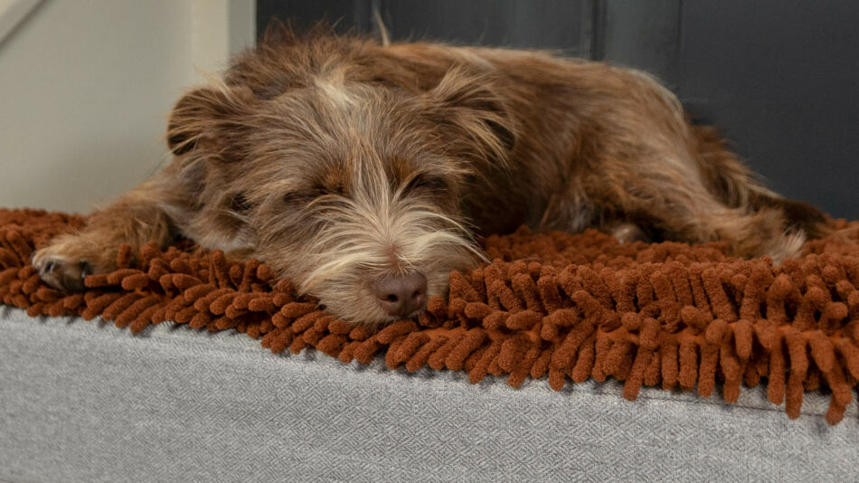 Chien qui dort sur le panier pour chien Topology d’Omlet avec un surmatelas microfibre