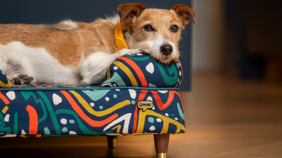 Terrier couché sur le panier pour chien Bolster d’Omlet de la collection Mischief