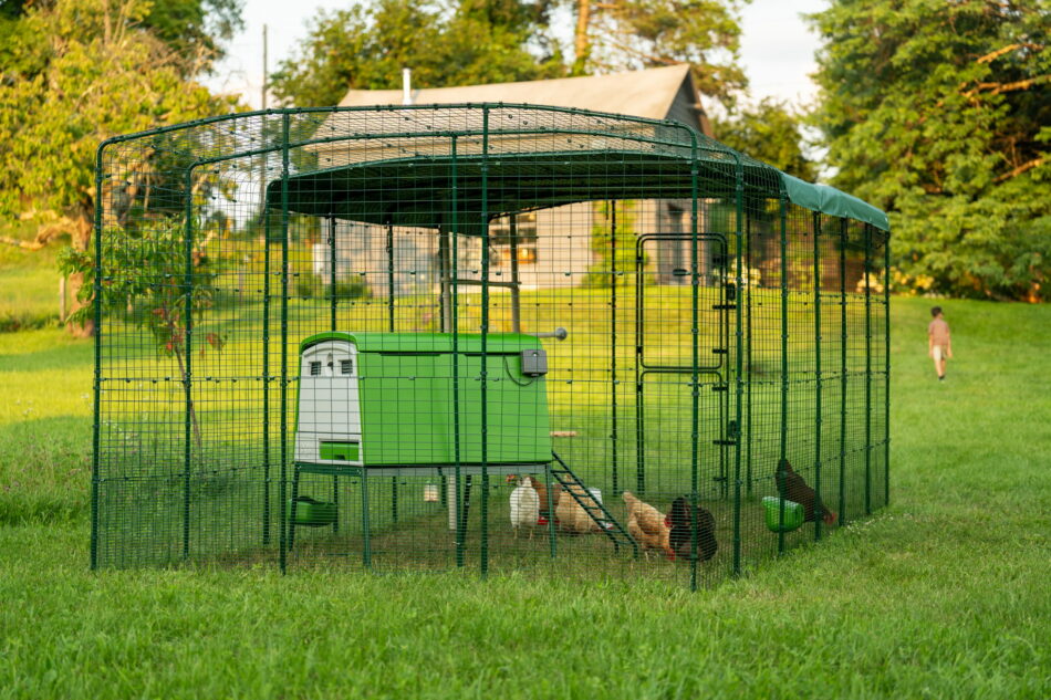 poulailler Eglu Cube dans un Grand Enclos
