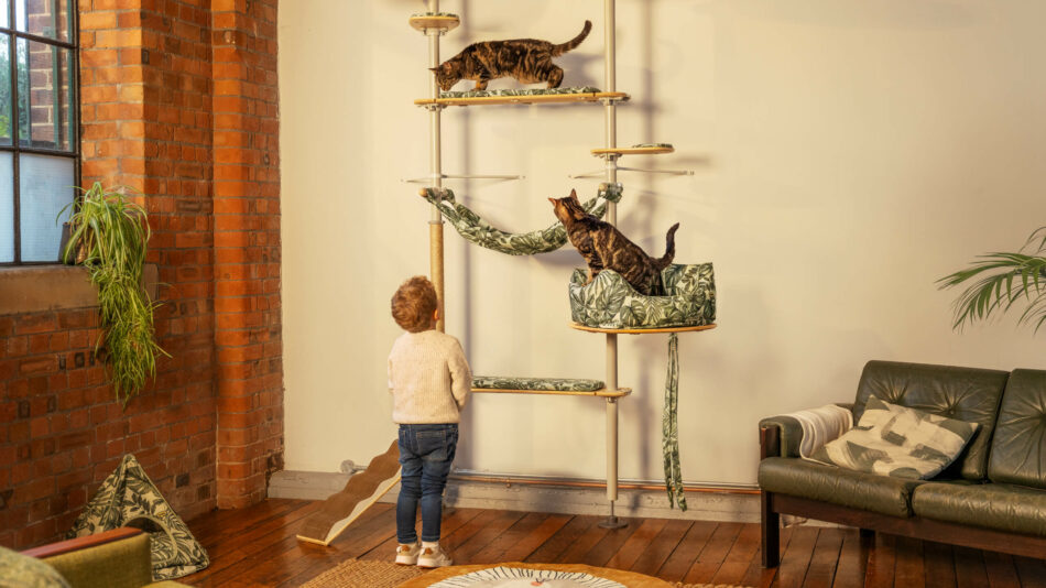 Chat qui escalade l’arbre à chat d’intérieur Freestyle d’Omlet