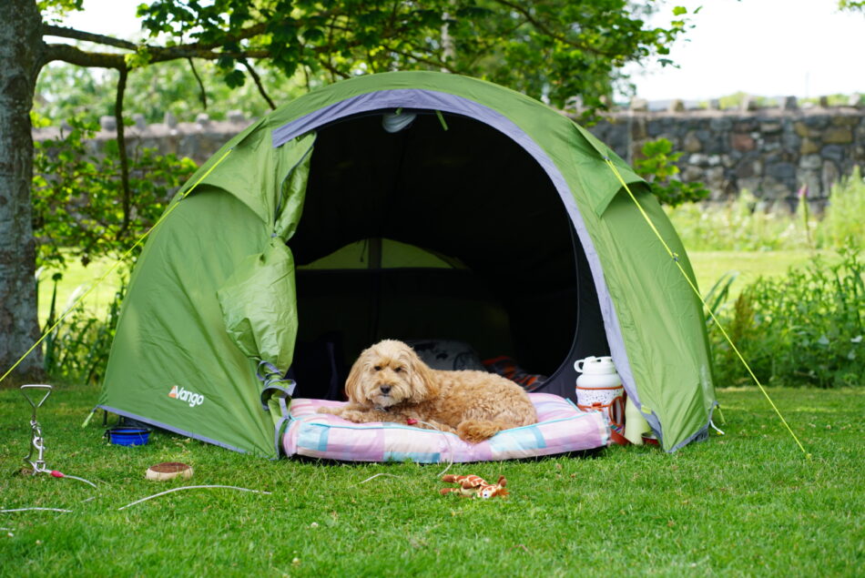 Chien sur le coussin pour chien d’Omlet lors d’un voyage en camping