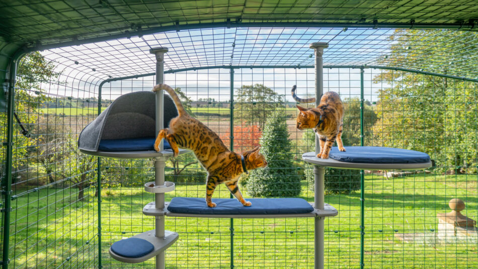 Deux chats qui grimpent sur l’arbre à chat Freestyle dans le Catio d’Omlet