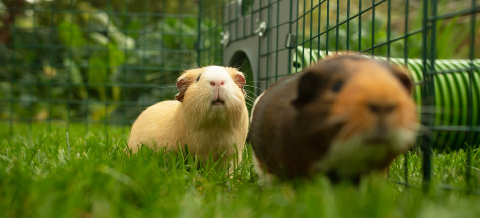 Deux cochons d’Inde qui jouent dans l’enclos attenant du clapier Eglu Go