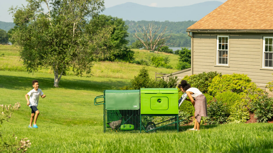 Femme qui regarde à l’intérieur du poulailler Eglu Cube dans le jardin