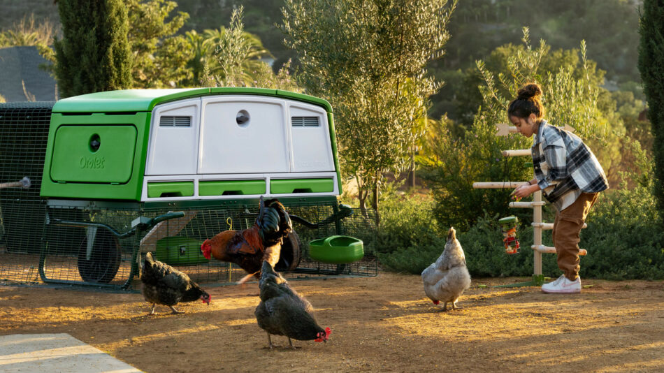 Le poulailler Eglu Pro d’Omlet avec des poules en liberté et une fille qui les nourrit