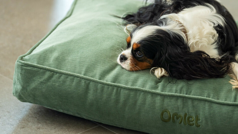 Petit chien qui dort sur le Coussin pour chien d’Omlet