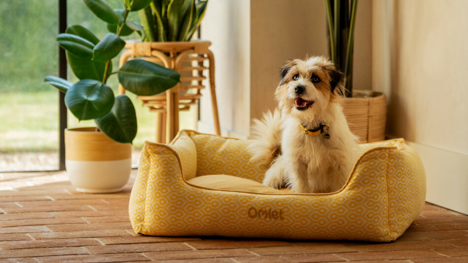 Chien assis sur le nid douillet pour chien d’Omlet, en train de regarder dehors