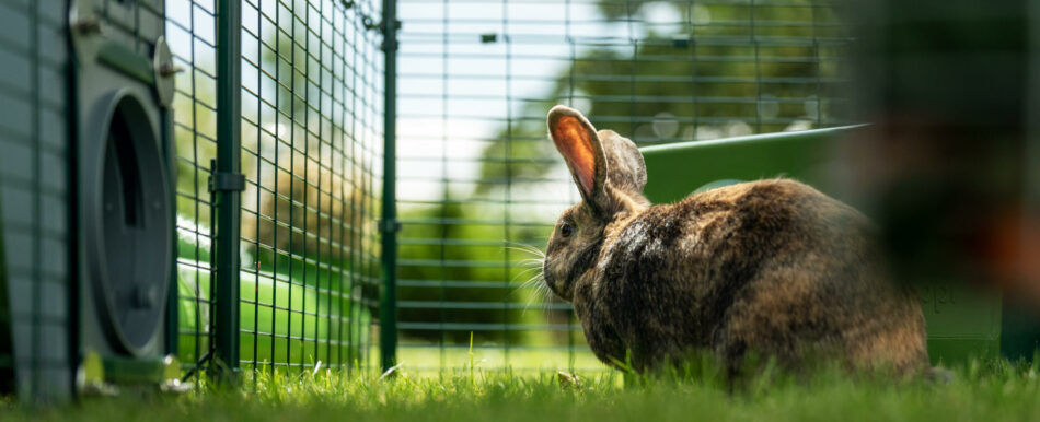 Lapin dans le parc de jeu Zippi d’Omlet avec le système de tunnels pour lapins Zippi