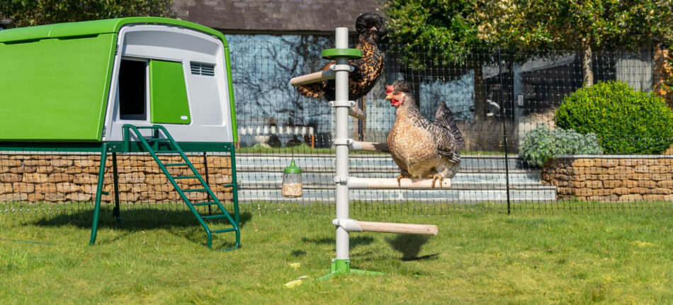 Perchoir pour poules sur pied à côté du poulailler Eglu Cube à l’intérieur d’un filet à poules