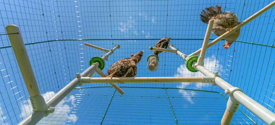 Poules qui jouent sur le perchoir pour poules PoleTree d’Omlet à l’intérieur d’un Grand Enclos