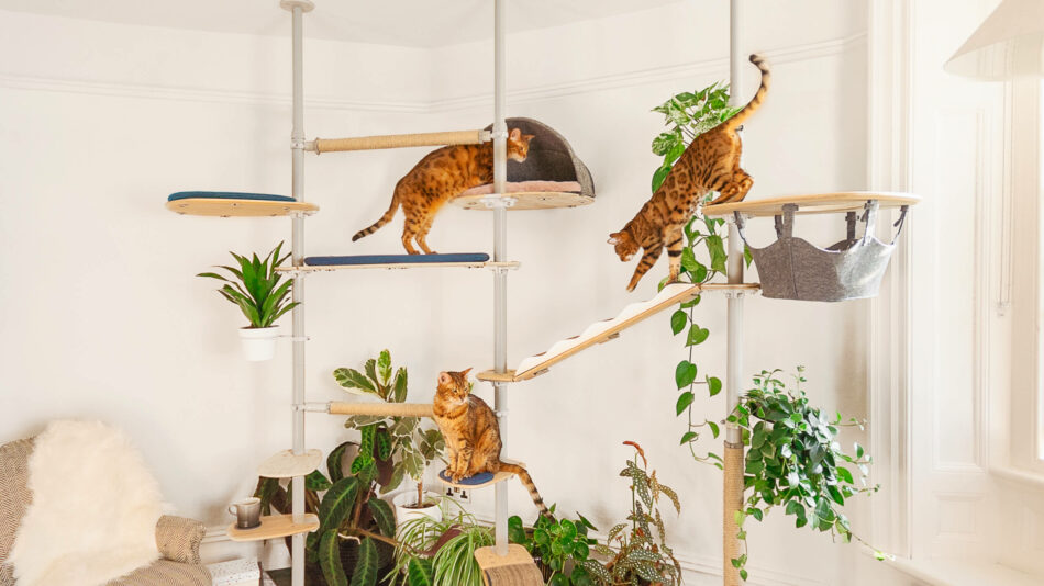 Chats qui grimpent sur l’arbre à chat d’intérieur Freestyle d’Omlet