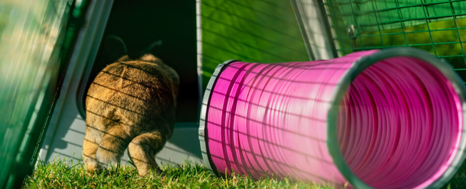 Lapin qui saute dans le clapier Eglu Go d’Omlet