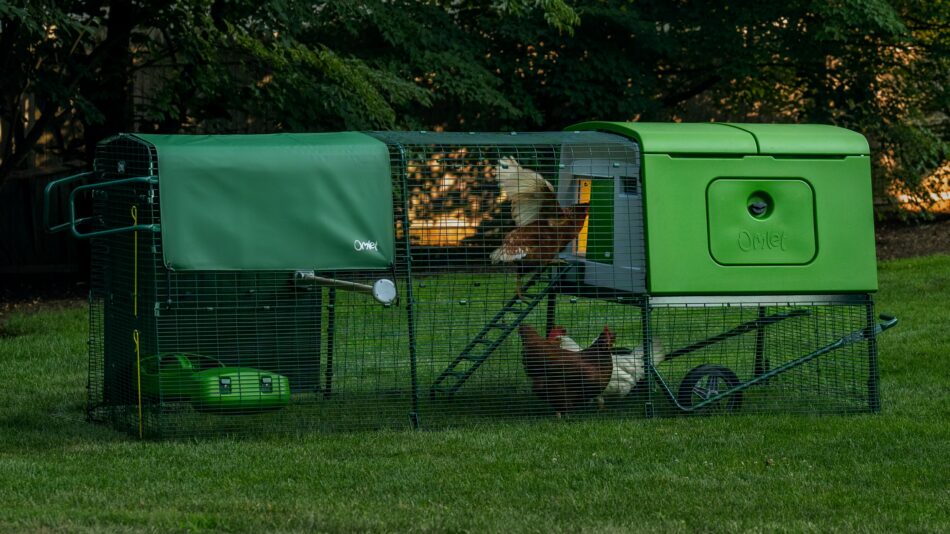 Poules en sécurité dans leur poulailler Eglu Cube d’Omlet à la tombée de la nuit