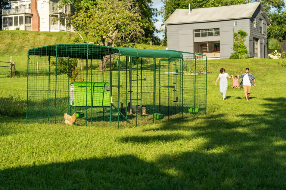 poulailler Eglu Cube à l’intérieur dans Grand Enclos dans un jardin