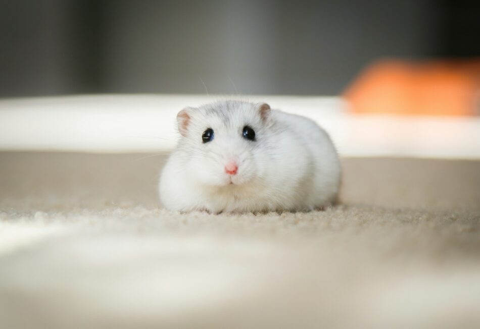 Hamster allongé sur le comptoir
