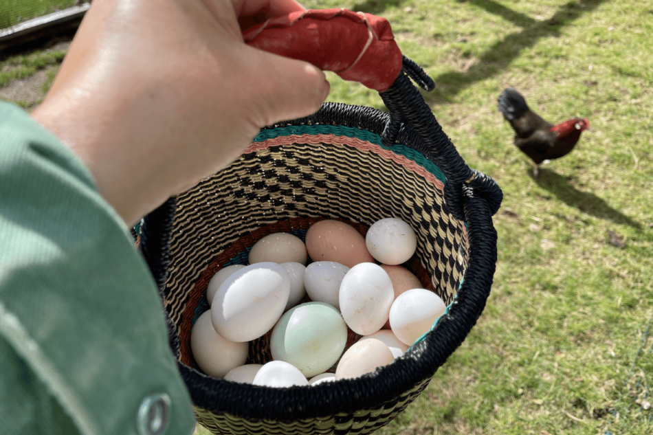Chicken eggs in a basket
Œufs de poule dans un panier