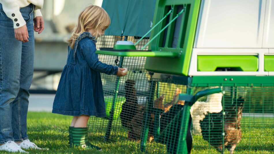 Petite fille qui ramasse des œufs de poules dans le poulailler Eglu Pro d’Omlet