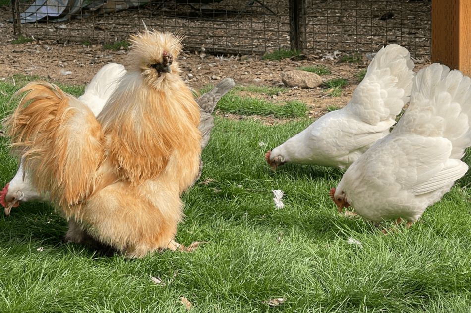 Poules en train de brouter de l’herbe