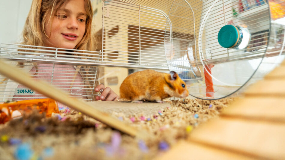 Fille qui regarde un hamster dans la cage Hamster Home d’Omlet