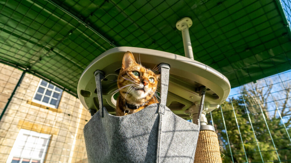 Chat dans un hamac sur un arbre à chat Freestyle dans un Catio Omlet