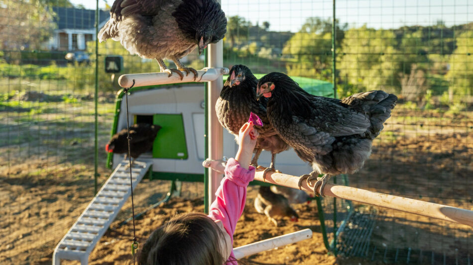Fille qui nourrit des poules perchées sur le perchoir PoleTree d’Omlet