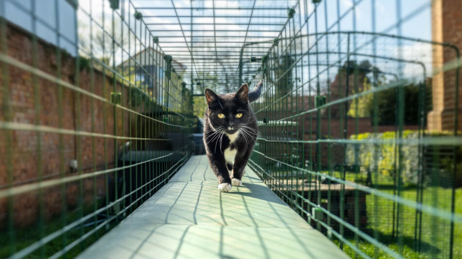Chat noir qui marche dans le système de tunnels pour Catio d’Omlet en été