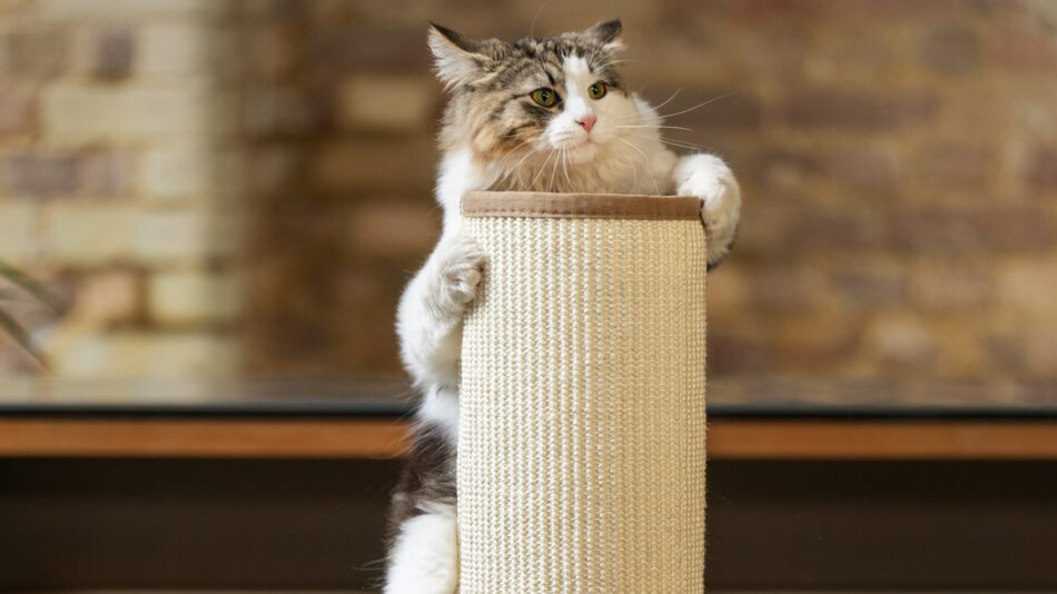 Chat qui fait ses griffes sur le sommet du griffoir pour chat Switch d’Omlet