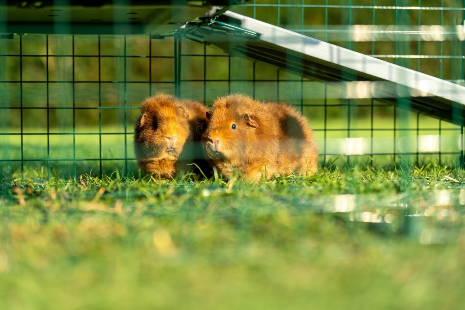 Deux cochons d’Inde dans le parc pour cochon d’Inde Zippi d’Omlet