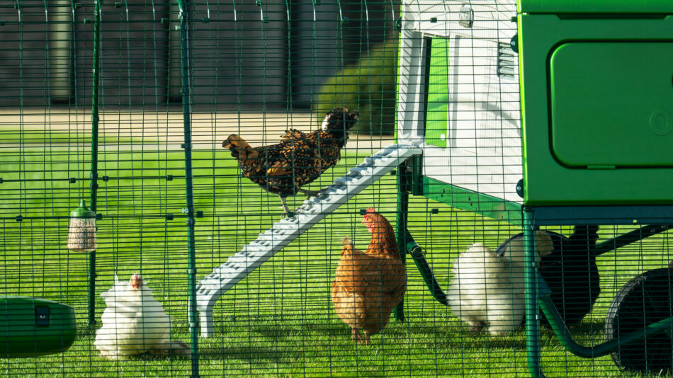 Poule à l’intérieur de l’enclos du poulailler Eglu Pro en train de grimper à une échelle