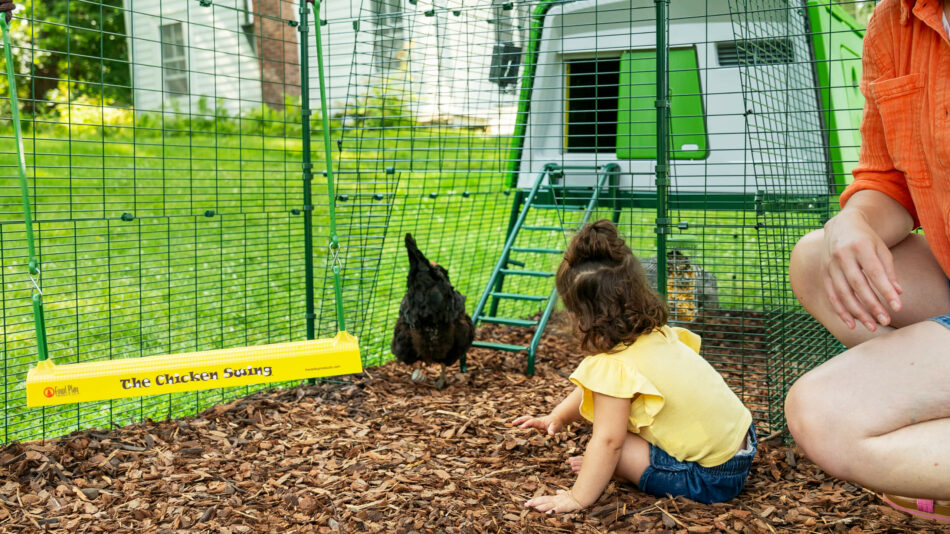 Intérieur du Grand Enclos d’Omlet avec le poulailler Eglu Cube